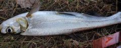 釣翹嘴魚用什么餌料最好？